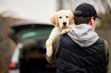 conseils pour ne pas se faire voler son chien