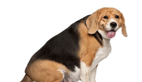 étude sur les frais vétérinaires liés à l'obésité chez le chien