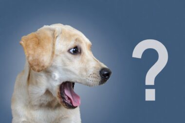 idées noms de chien en v en anglais 2024