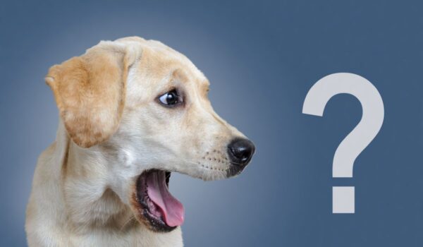 idées noms de chien en v en anglais 2024