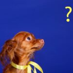 noms de chiens en V issus de la mythologie 2024