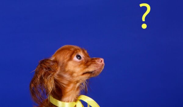 noms de chiens en V issus de la mythologie 2024