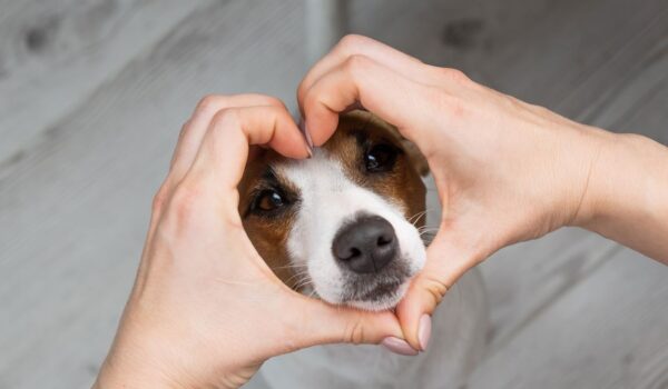 sauvetage d'une chienne jack russel par les pompiers