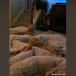 soirée cinéma pour 5 golden retriever