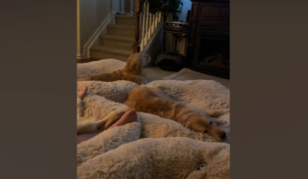 soirée cinéma pour 5 golden retriever