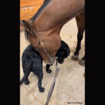 vidéo de l'incroyable amitié d'un chien et d'un labrador