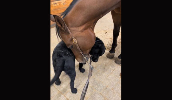 vidéo de l'incroyable amitié d'un chien et d'un labrador