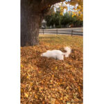 vidéo d'un chien passionné par les tas de feuilles