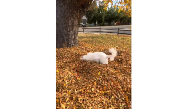 vidéo d'un chien passionné par les tas de feuilles