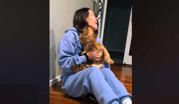 vidéo d'un chien heureux de revoir sa maitresse après 3 semaines d'absence