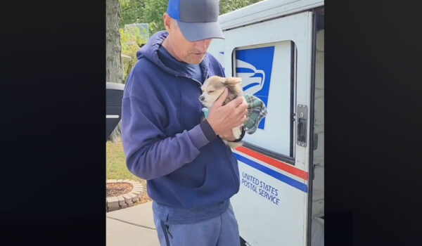 vidéo montrant la complicité d'un chien et d'un facteur