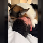 vidéo d'un chien corgi très pot de colle avec son maitre
