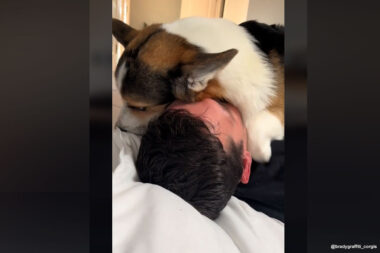 vidéo d'un chien corgi très pot de colle avec son maitre