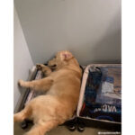 vidéo d'un golden retriever dans une valise