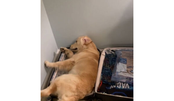 vidéo d'un golden retriever dans une valise
