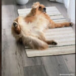 vidéo d'un golden retriever qui vole du bacon