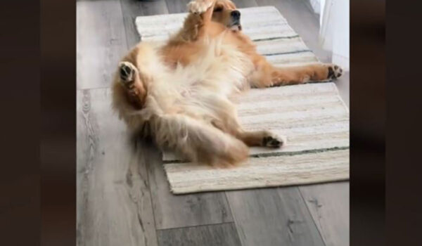 vidéo d'un golden retriever qui vole du bacon