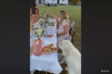 vidéo d'un golden retriever qui vole de la nourriture