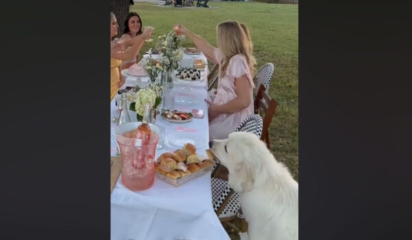 vidéo d'un golden retriever qui vole de la nourriture