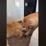 vidéo d'un golden retriever qui vole les jouets de son frère