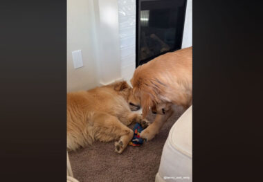 vidéo d'un golden retriever qui vole les jouets de son frère
