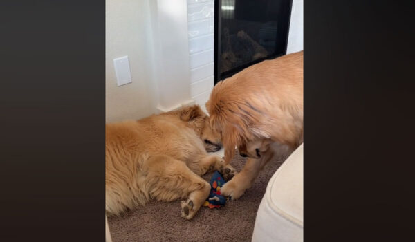 vidéo d'un golden retriever qui vole les jouets de son frère