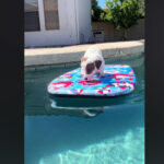 vidéo d'un jack russel qui se baigne pour la première fois