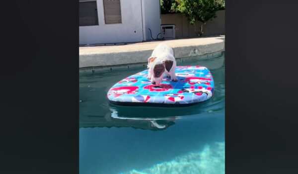 vidéo d'un jack russel qui se baigne pour la première fois