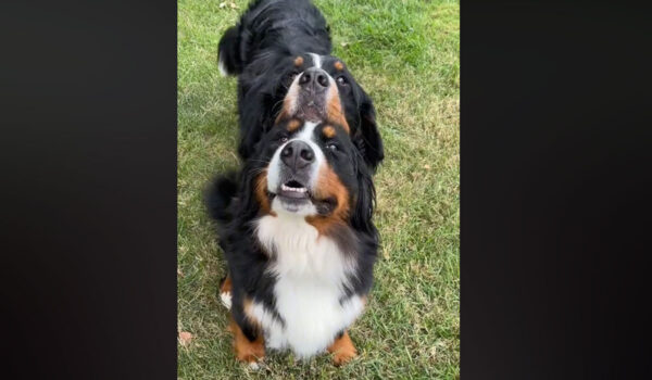 vidéo liens forts entre 2 bouviers bernois