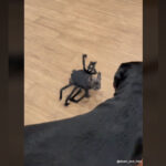 vidéo d'un bouledogue français déguisé en araignée et d'un chien rottweiler