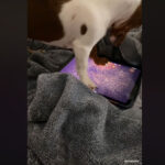vidéo d'un teckel qui joue sur un ipad