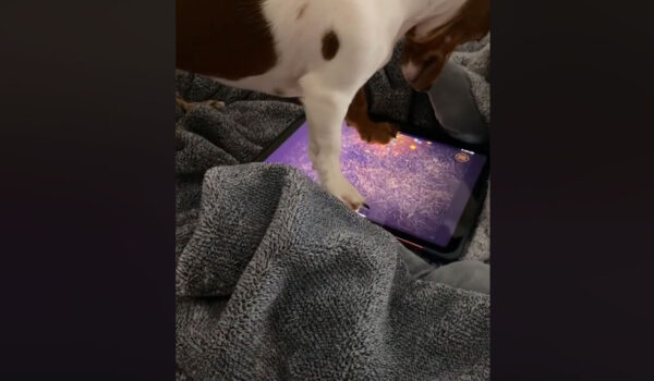 vidéo d'un teckel qui joue sur un ipad