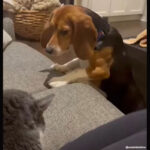vidéo d'un beagle de refuge qui rencontre un chat pour la première fois