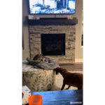 vidéo trop drôle d'un chien tirant la couverture d'un chat