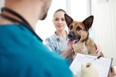 assurer son chien