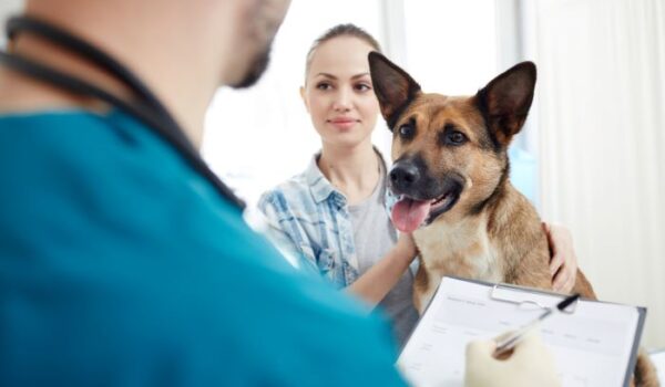 assurer son chien