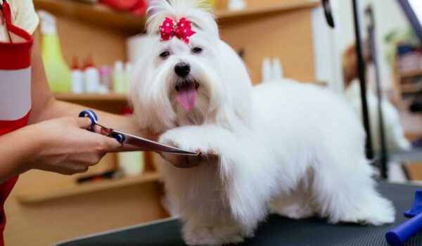 métier de toiletteur canin