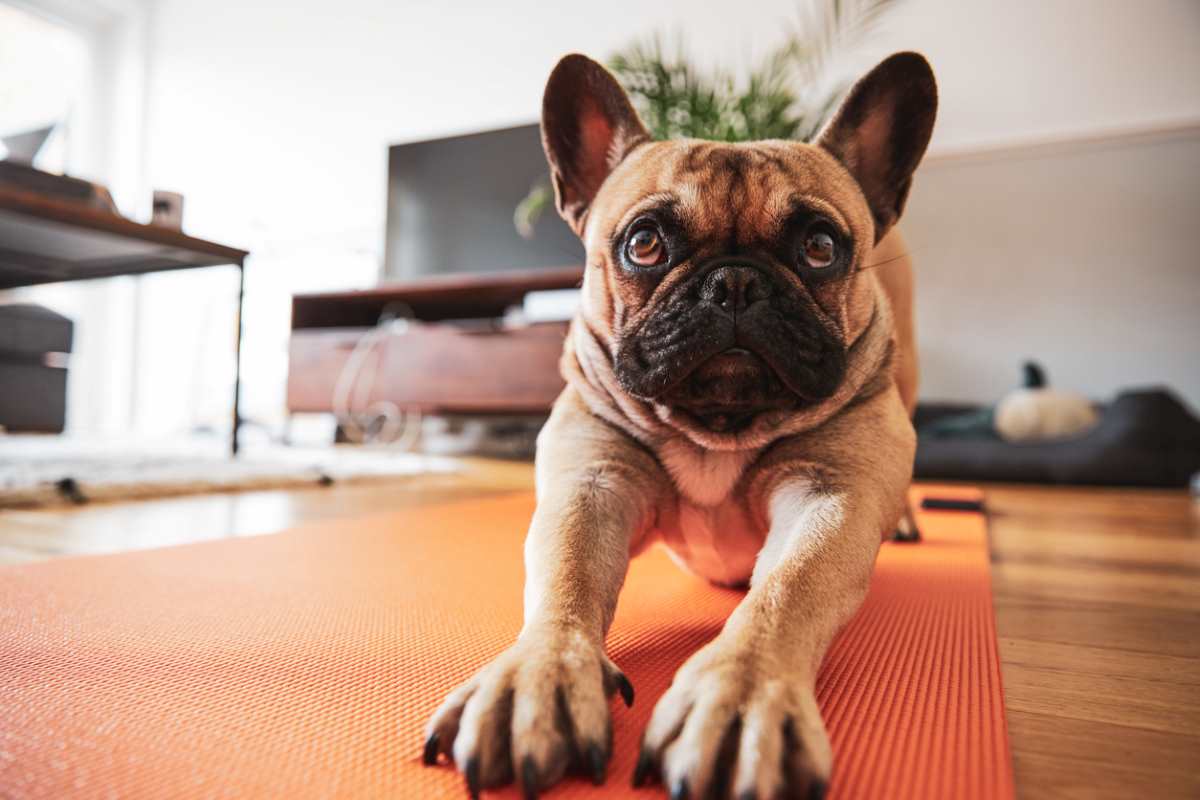 Top 15 des races de chiens qui sont les plus calmes
