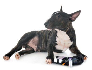 alimentation chien diabétique