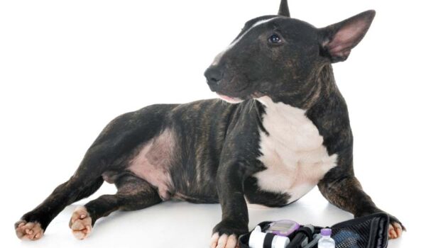 alimentation chien diabétique