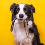 signaux de détresse chez le chien