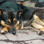 abandon animaux 2025