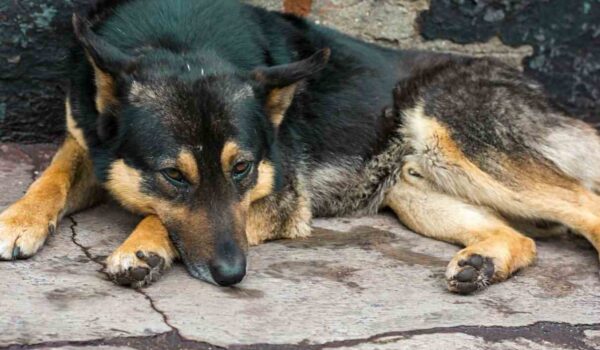 abandon animaux 2025