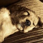endormissement chiot