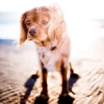 protection solaire chien