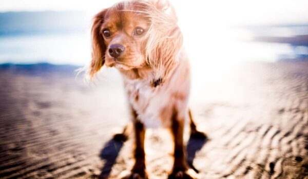 protection solaire chien