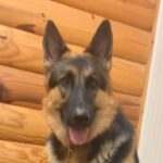 berger allemand assis sur une chaine