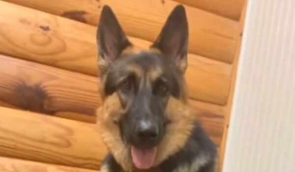 berger allemand assis sur une chaine