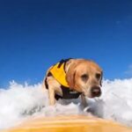 charlie chien champion de surf