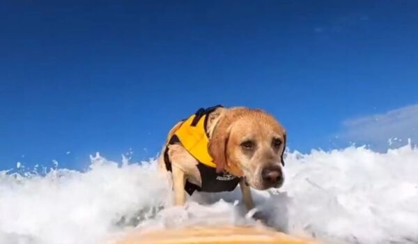 charlie chien champion de surf